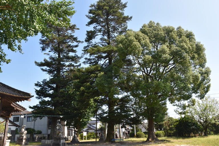 菅原神社のモミノキ２本、サカキ１本